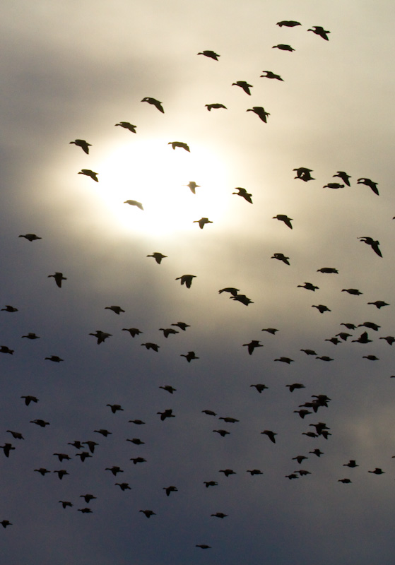 Canadian Geese In Flight